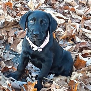 Meet your Posher, Joan